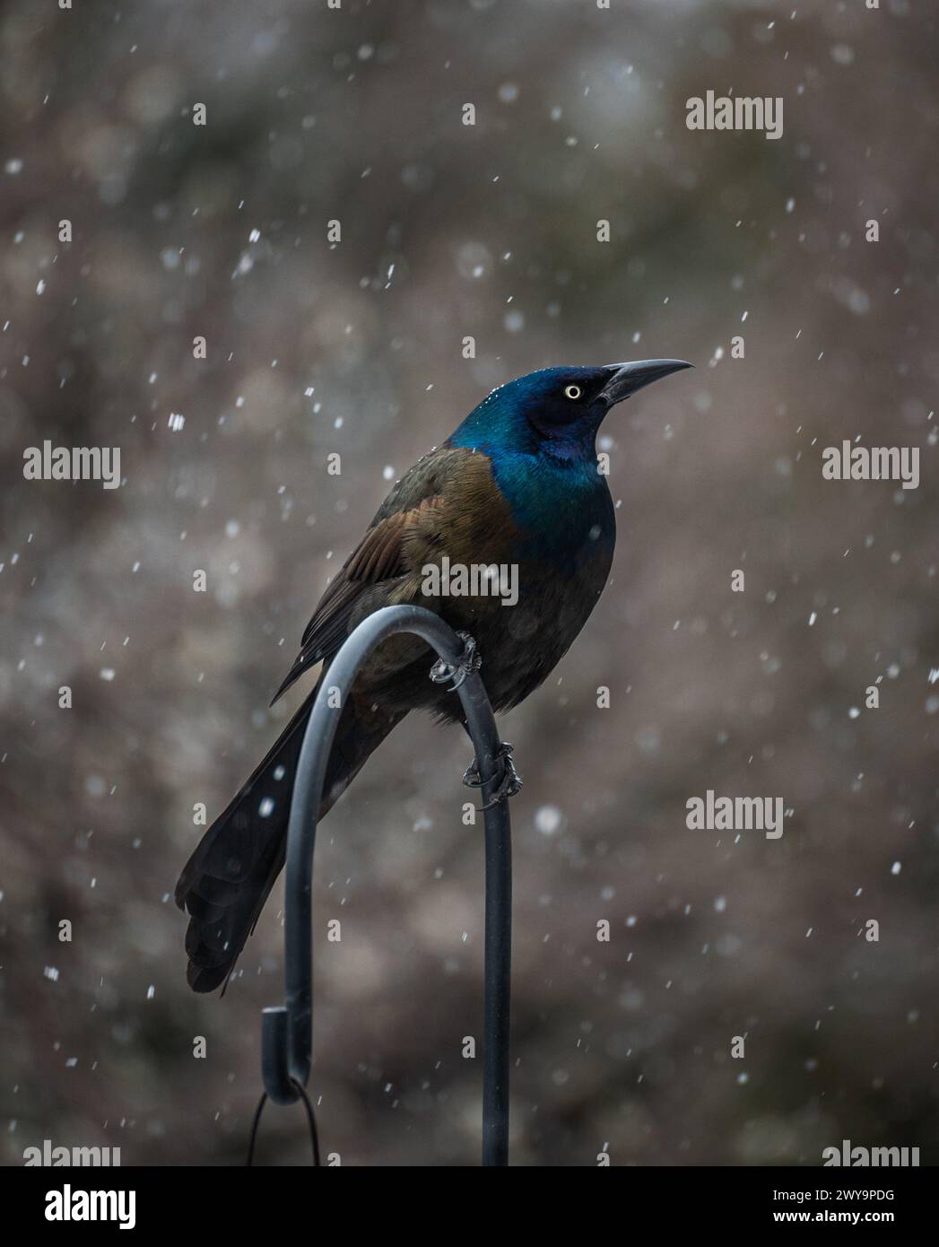 Oiseau grackle commun perché sur un crochet en métal un jour neigeux. Banque D'Images