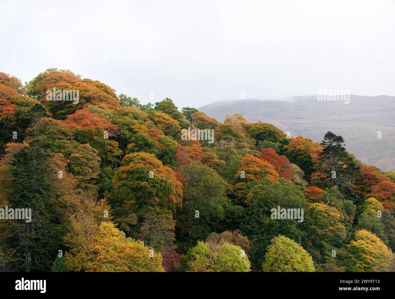 Arbres d'automne au parc Inverawe Fisheries and Country Park, Taynuilt, Écosse Banque D'Images