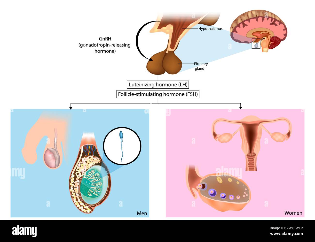 Gonadotrophines de production. La FSH et la LH sont synthétisées dans l'hypophyse en réponse à la gonadotrophine-hormone libérant la GnRH. Hypothalamus Illustration de Vecteur