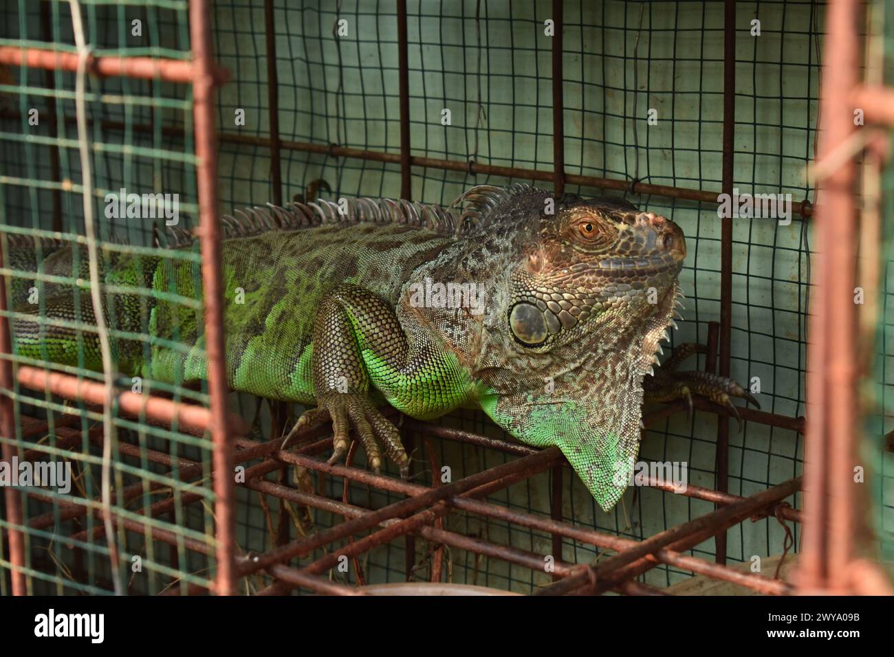 Iguane vert exotique relaxant dans la cage, Indonésie Banque D'Images