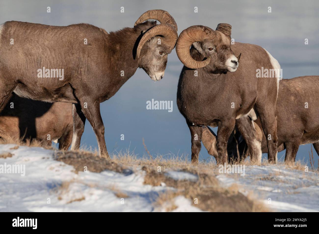 Béliers rocheux ovis canadensis pendant la saison de reproduction des ornières, parc national Jasper, site du patrimoine mondial de l'UNESCO, Alberta, Rocheuses canadiennes, Banque D'Images