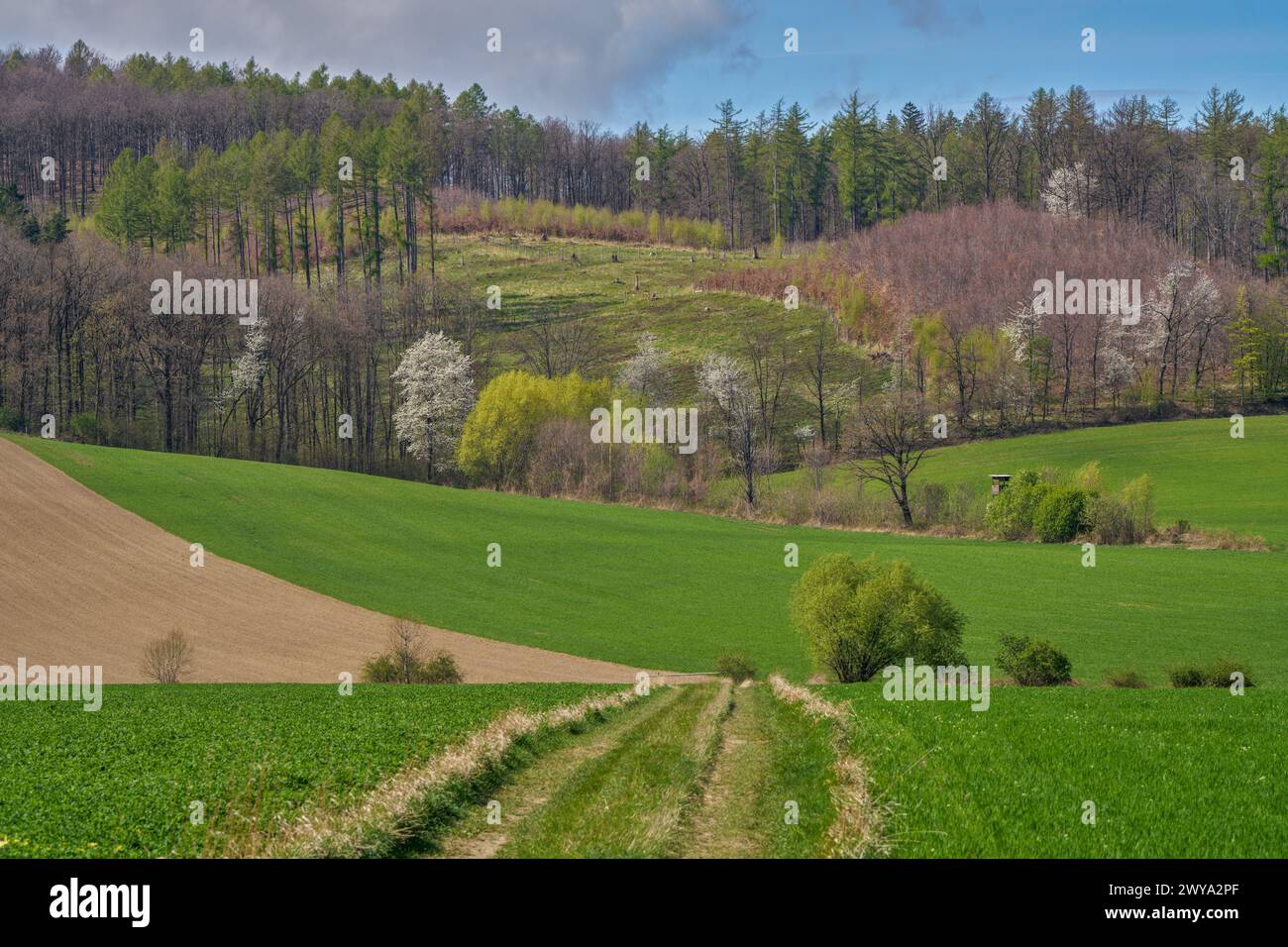 Paysage rural du début du printemps de basse-silésie autour du mont Sleza Banque D'Images