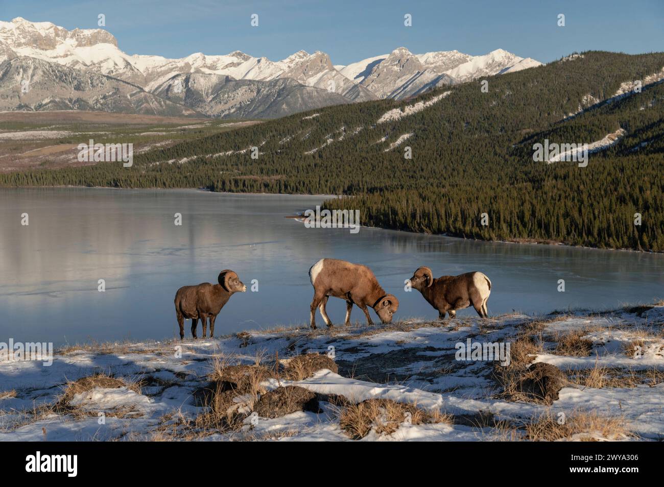 Béliers rocheux ovis canadensis pendant la saison de reproduction des ornières, parc national Jasper, site du patrimoine mondial de l'UNESCO, Alberta, Rocheuses canadiennes, Banque D'Images