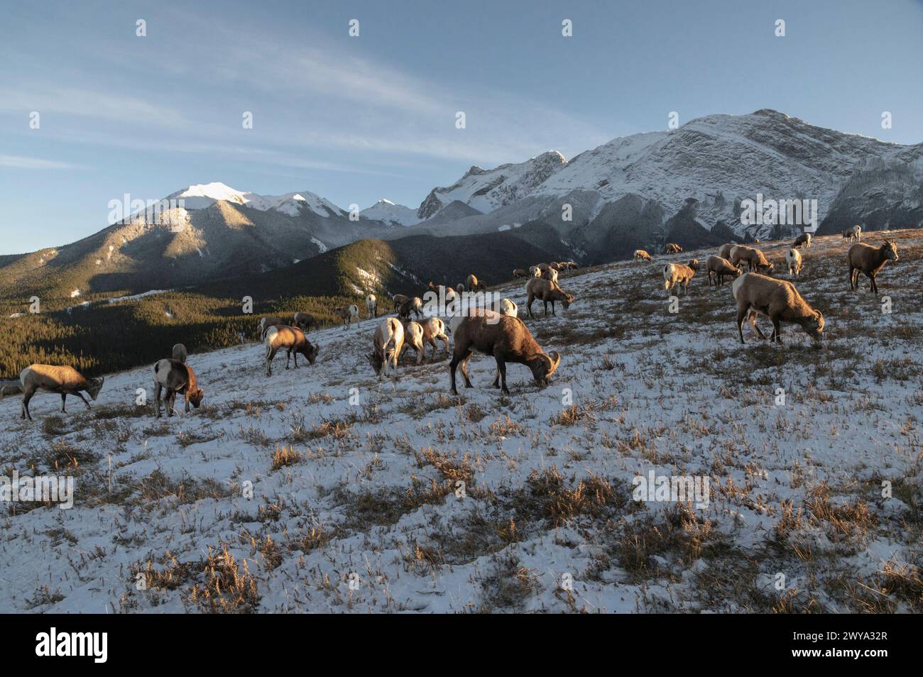 Ovis canadensis, mouton rocheux, sur une montagne hivernale, Parc national Jasper, site du patrimoine mondial de l'UNESCO, Alberta, Rocheuses canadiennes, Canada Banque D'Images