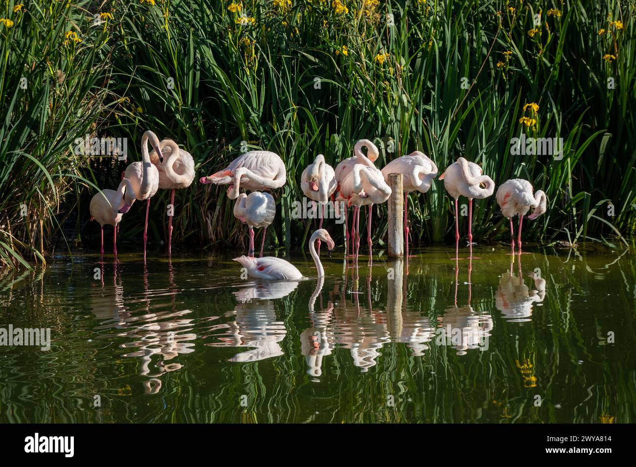 Flamants tranquilles : oiseaux gracieux avec fond d'étang réfléchissant Banque D'Images