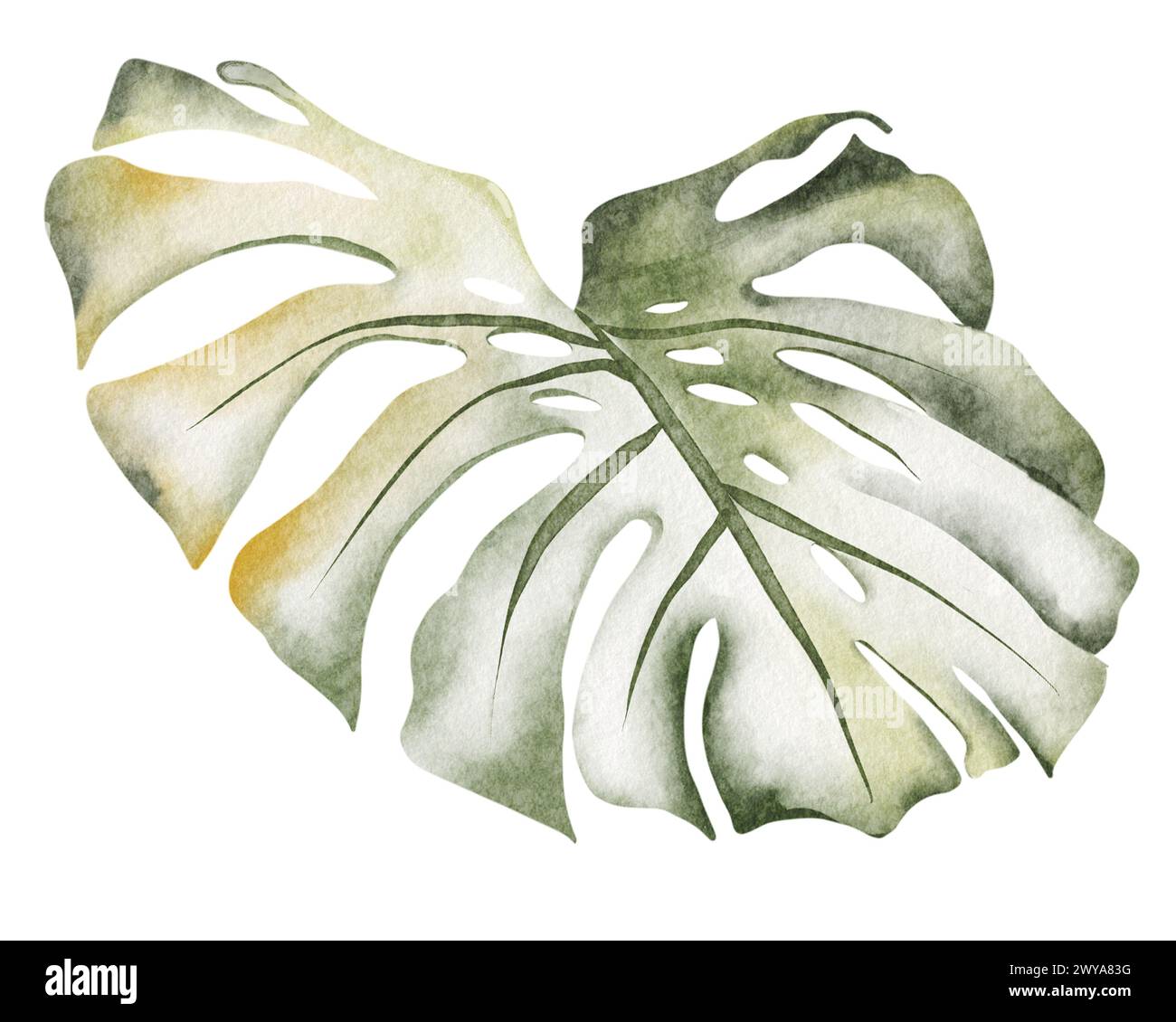 Ensemble aquarelle à feuillage tropical. Feuilles de Monstera et plantes de la jungle sur fond blanc. Verdure éléments exotiques de décorations naturelles fraîches. Banque D'Images