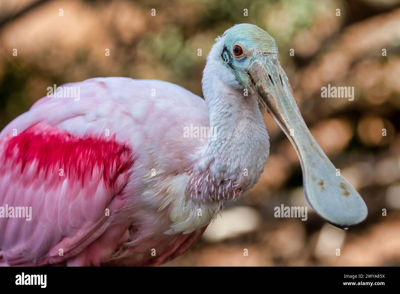 Gracieux bec de cuillère en rose dans les zones humides tropicales Banque D'Images
