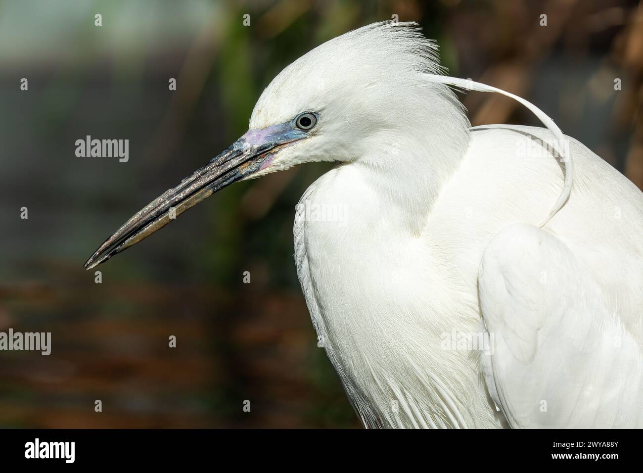 Gracieuse petite aigrette debout dans l'habitat naturel Banque D'Images