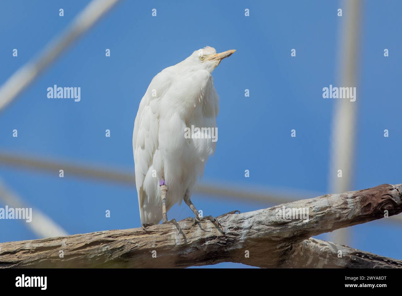 Gracieuse aigrette à bétail dans la scène pastorale au zoo de Valence Banque D'Images
