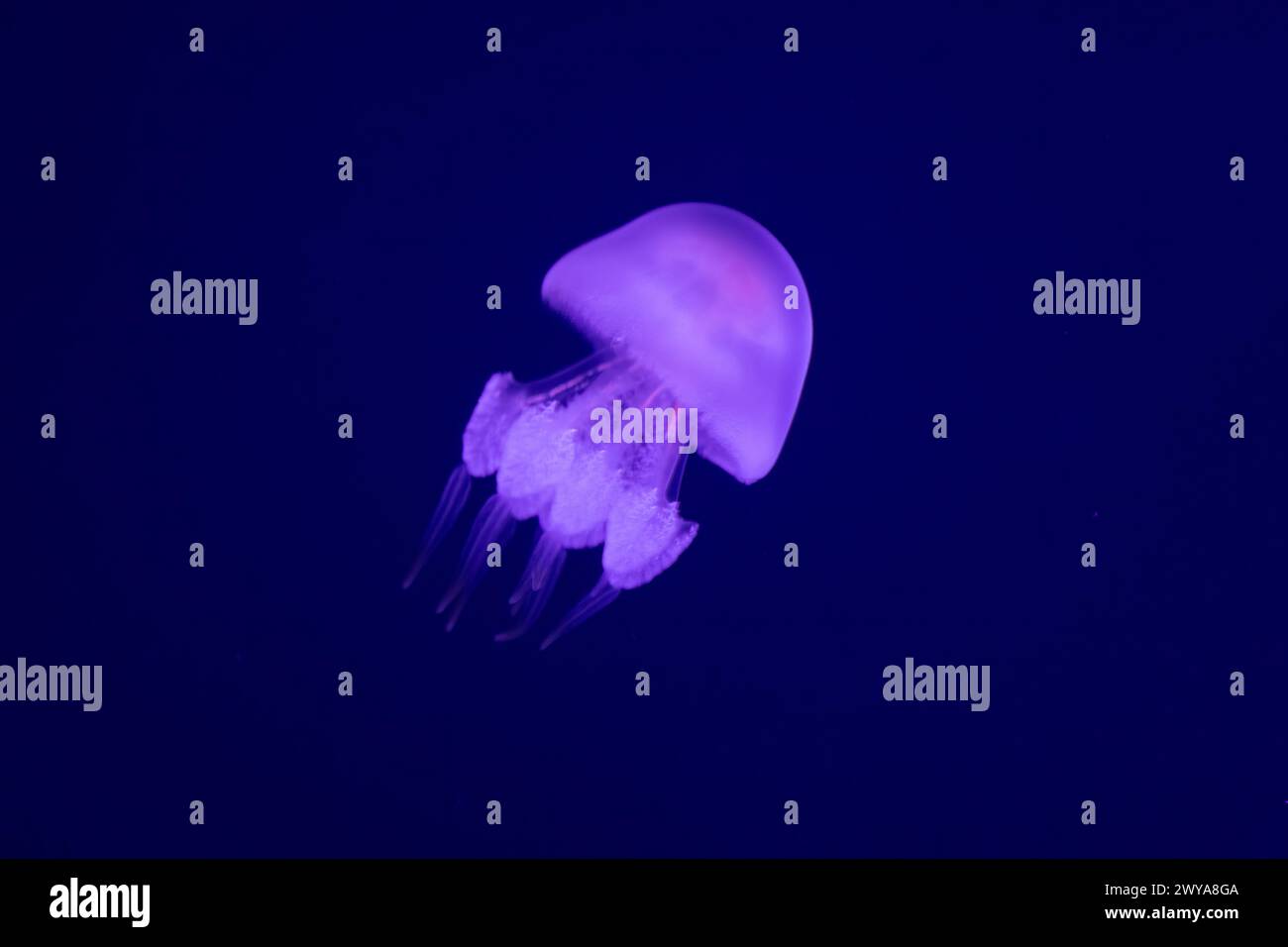 Rencontre gracieuse : Baril Jellyfish planant à travers les profondeurs de l'océan Banque D'Images