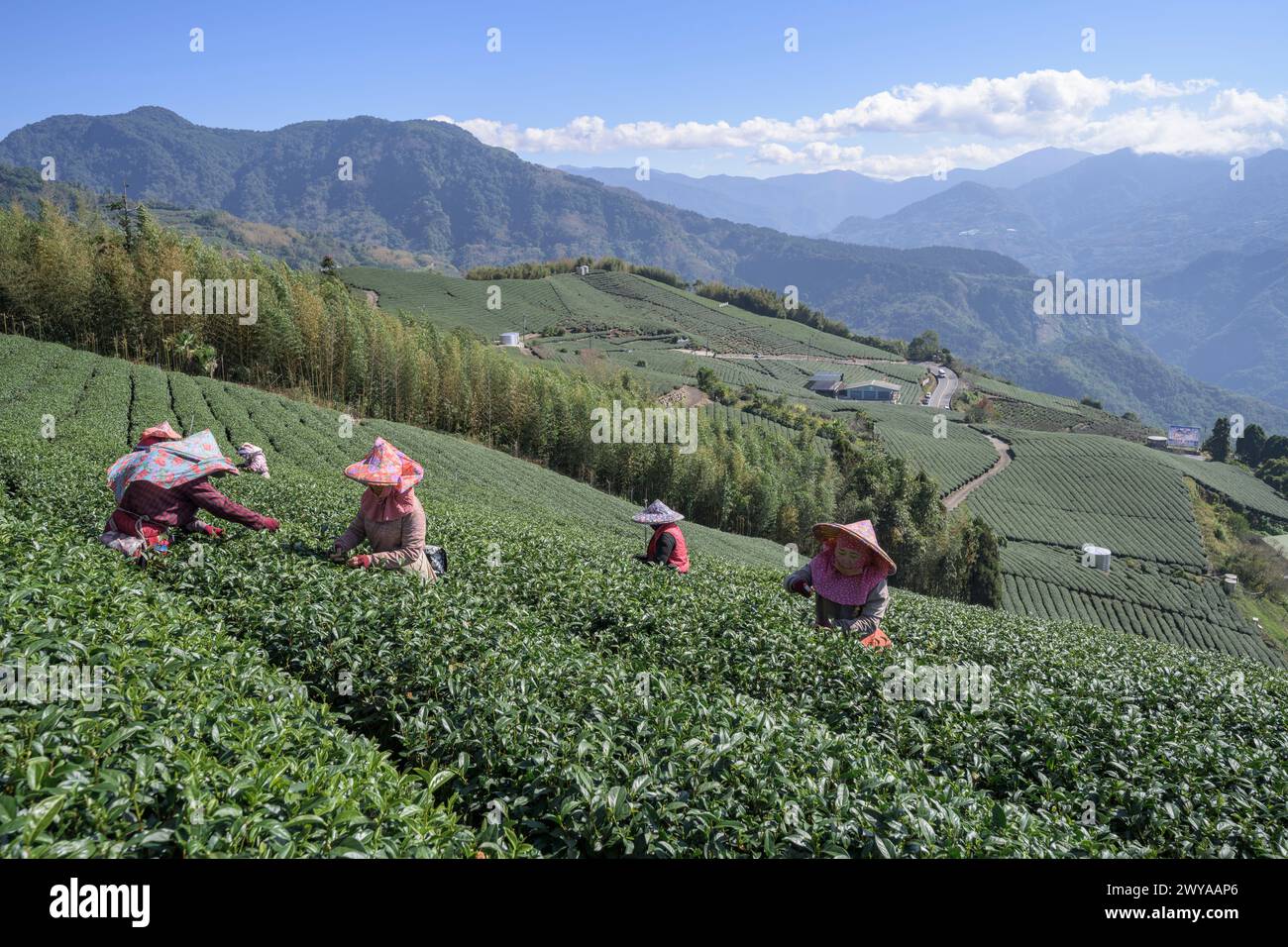 Les cueilleurs de thé migrants récoltent des feuilles dans une vaste plantation de thé Banque D'Images