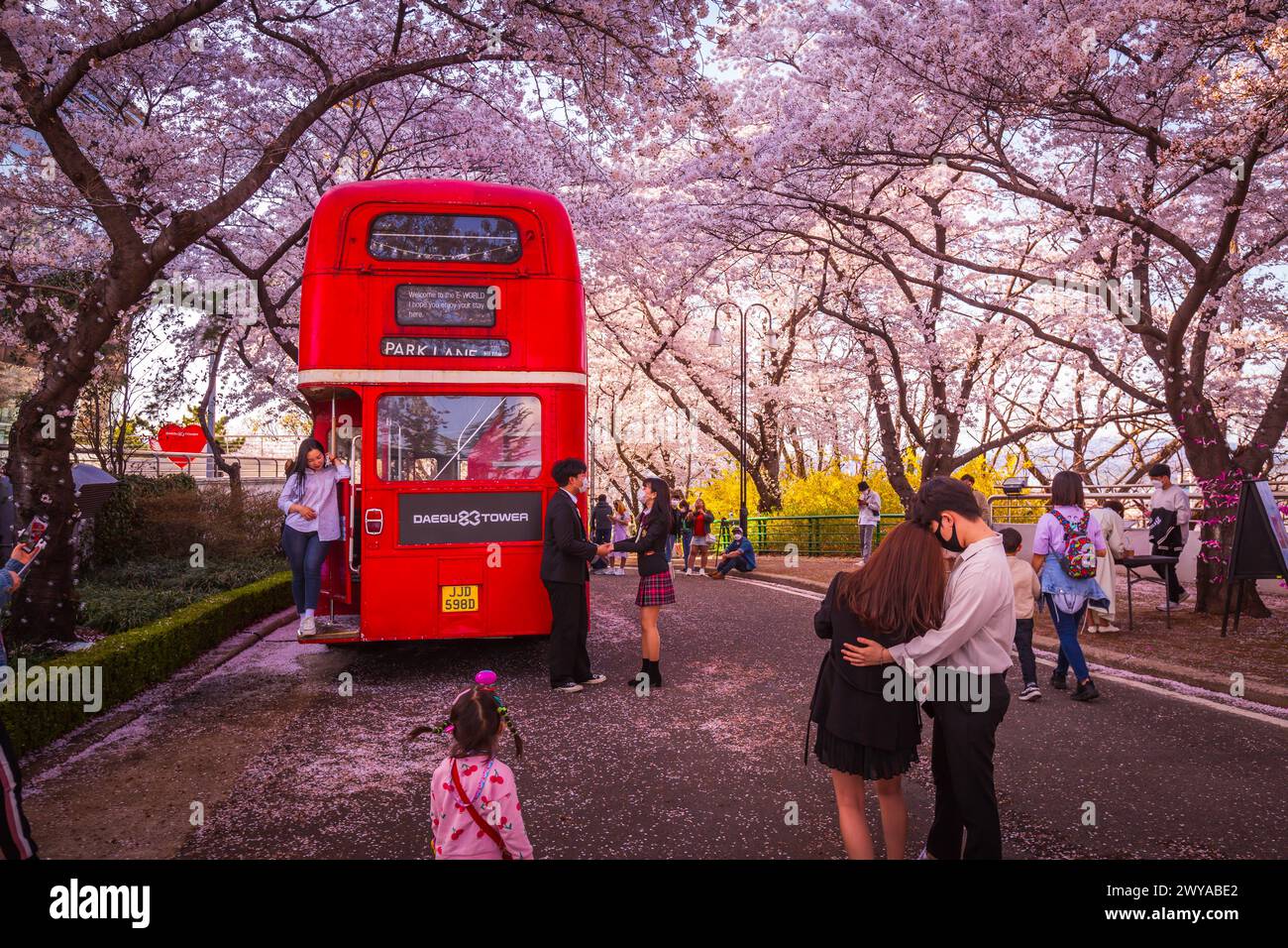 Touristes prenant des photos des cerisiers en fleurs de printemps à E-World 83 Tower, une attraction touristique populaire, à Daegu, en Corée du Sud. Banque D'Images