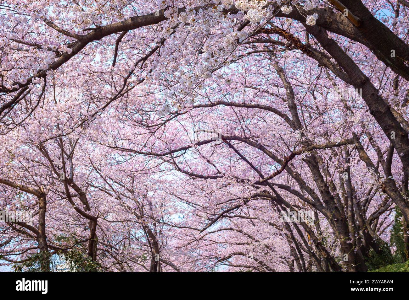 Les branches de cerisier et les fleurs de cerisier fleurissent au printemps en Corée du Sud. Banque D'Images