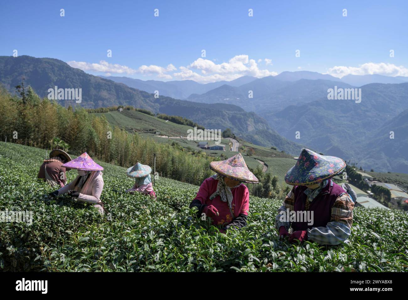 Les cueilleurs de thé migrants récoltent des feuilles dans une vaste plantation de thé Banque D'Images