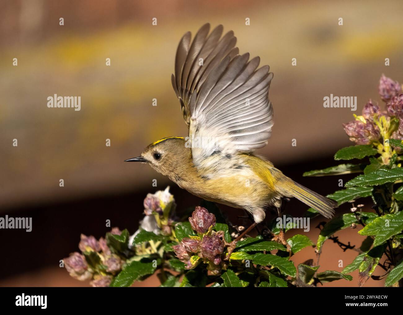 goldcrest femelle Banque D'Images