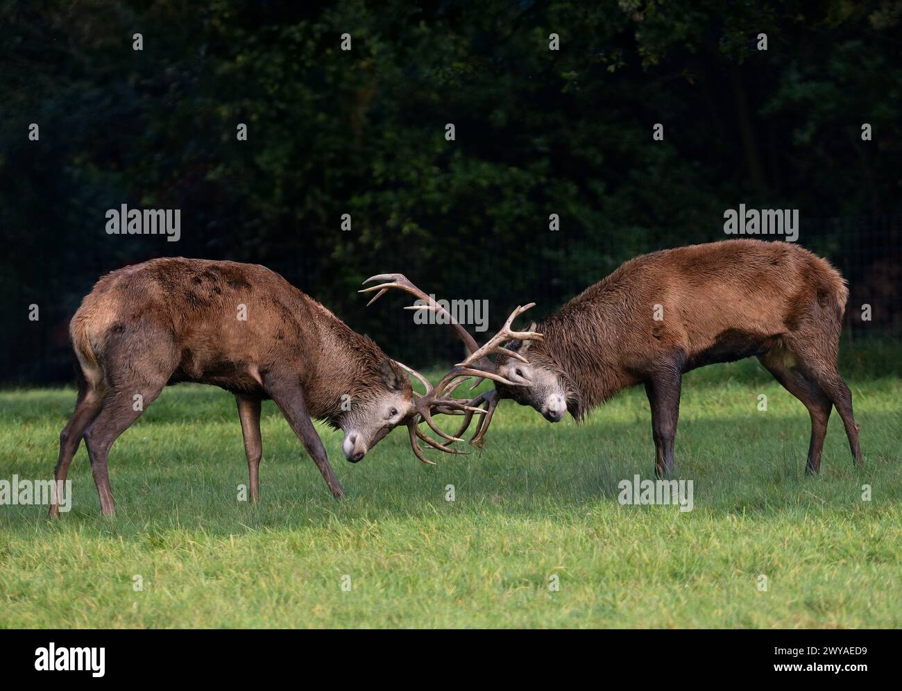 cerf rouge ornitheux Banque D'Images