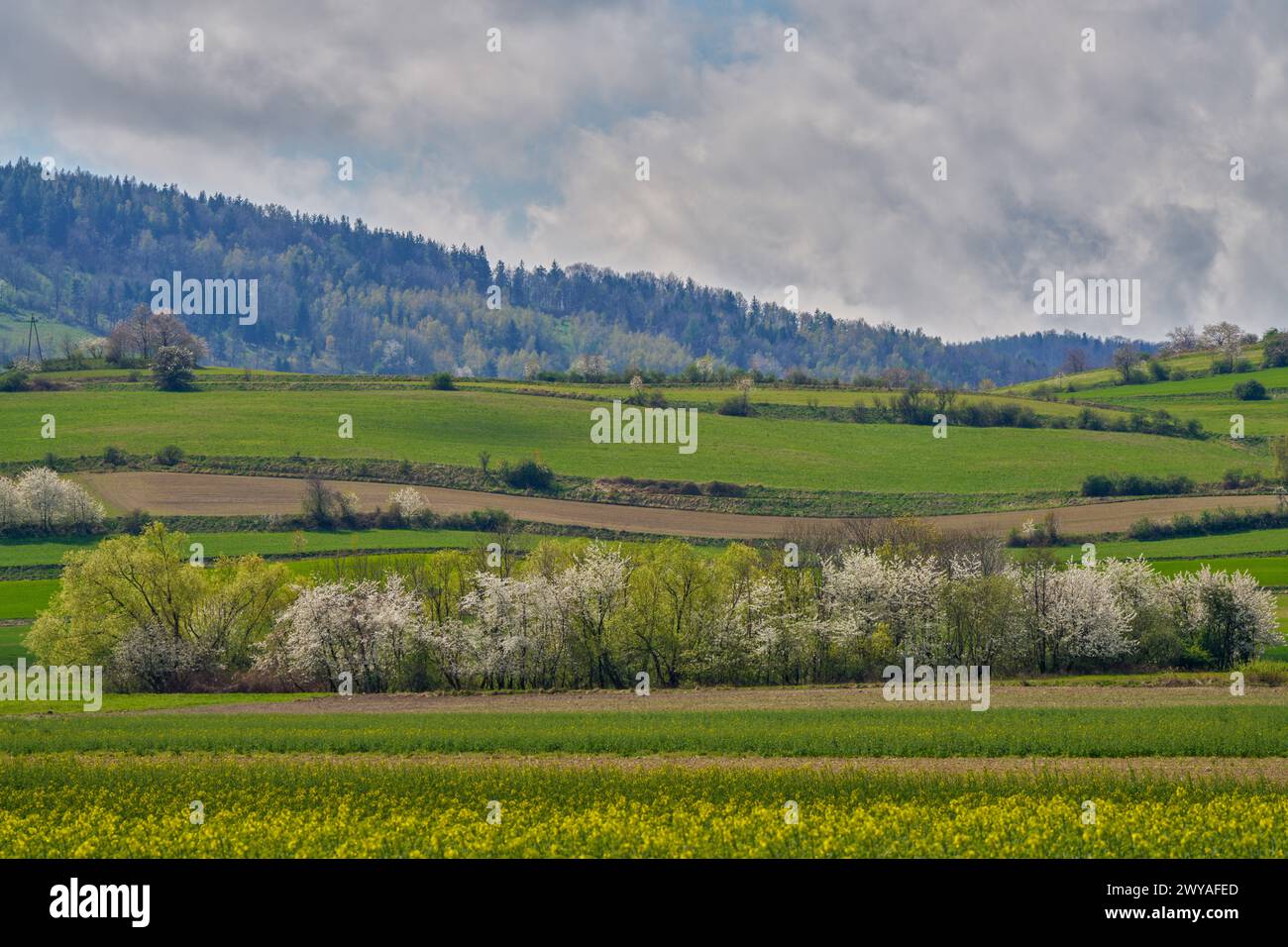 Paysage rural du début du printemps de basse-silésie autour du mont Sleza Banque D'Images