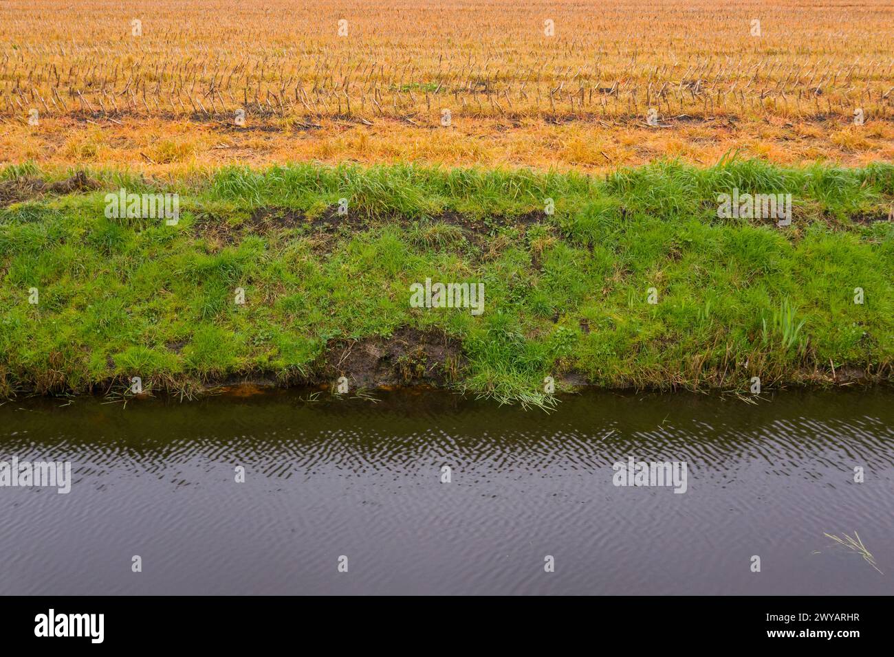 Source de pollution de l'eau : glyphosate appliqué sur un champ de maïs à côté d'un fossé Banque D'Images