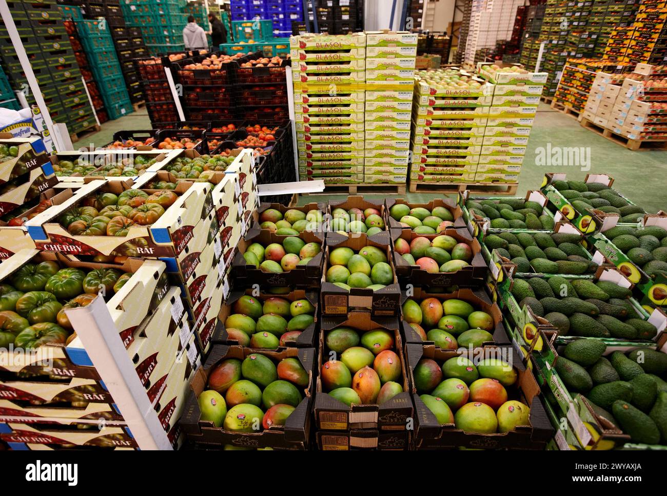 Fruits et légumes Mercabilbao, marché de gros de Basauri, Bilbao, Biscaye, Pays Basque, Espagne. Banque D'Images