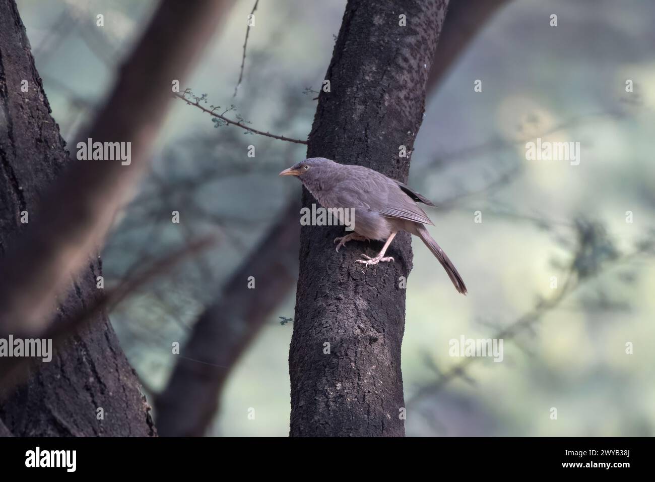 Jungle babbler (Argya striata) observé dans la réserve de léopard de Jhalana au Rajasthan, en Inde Banque D'Images