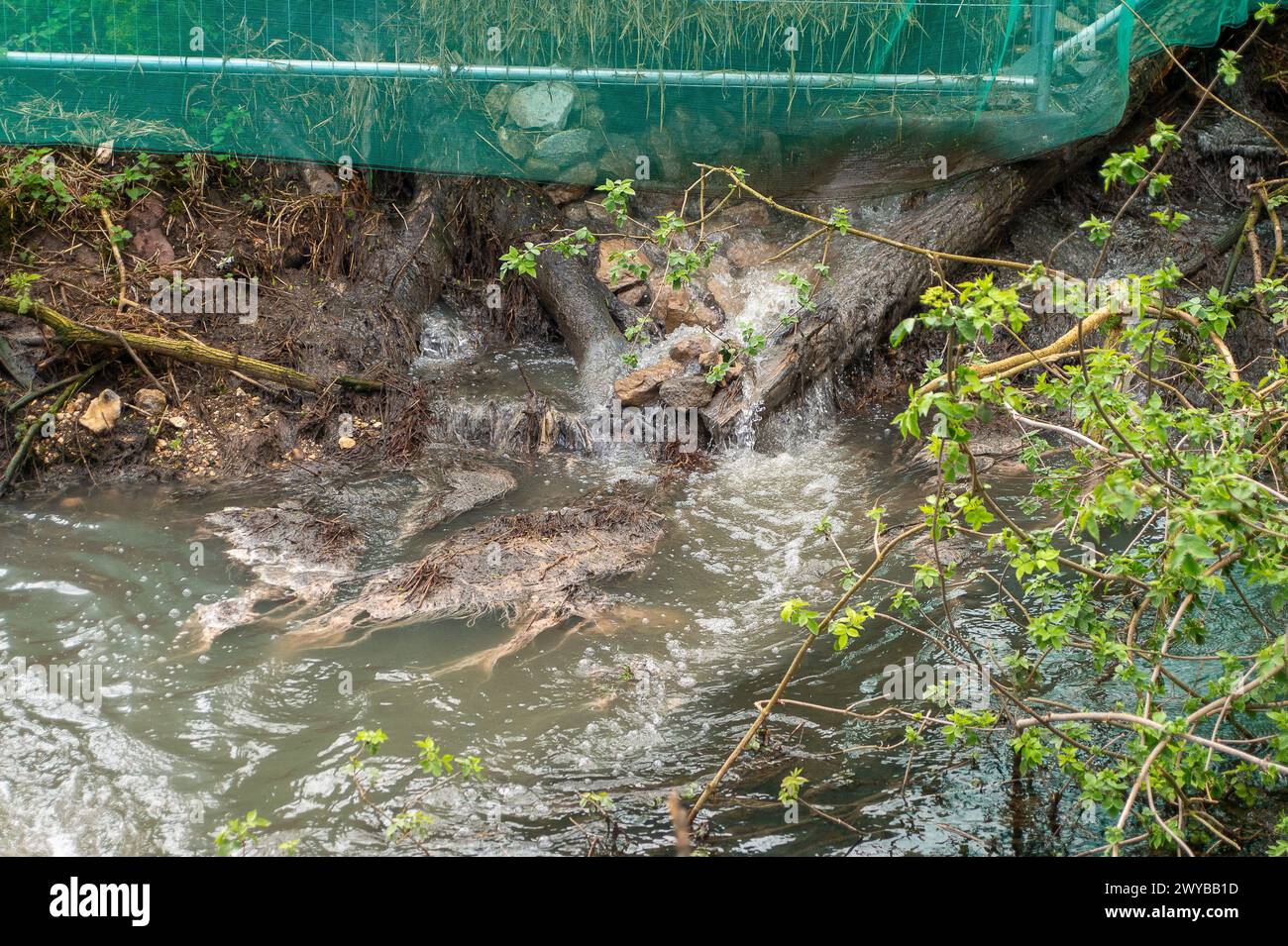 Amersham, Royaume-Uni. 5 avril 2024. Les eaux de la Tamise continuent de déverser des eaux usées dans la rivière Misbourne, un précieux ruisseau de craie, à Amersham. Le moniteur de Thames Water Amersham Balancing Tanks sur le site reste hors d'action, ce qui signifie que les rejets continus d'eaux usées tuent la rivière et Thames Water ne reçoit aucune sanction de la part des autorités pour avoir fait cela. Il y a des preuves évidentes de champignon des eaux usées dans la rivière et une odeur d'eaux usées. Cet après-midi, il a été annoncé que la société mère de Thames Water n'avait pas remboursé sa dette. Les paiements d'intérêts seraient dus cette semaine sur une obligation de 400 millions de livres sterling h. Banque D'Images