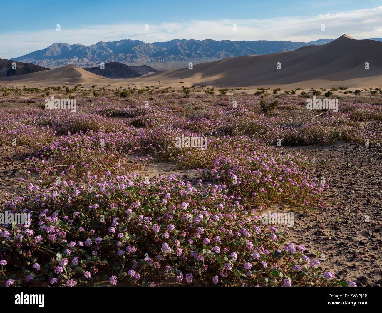 Super floraison de fleurs sauvages dans les spectaculaires dunes de sable Ibex dans le parc national de la Vallée de la mort, Californie, États-Unis Banque D'Images