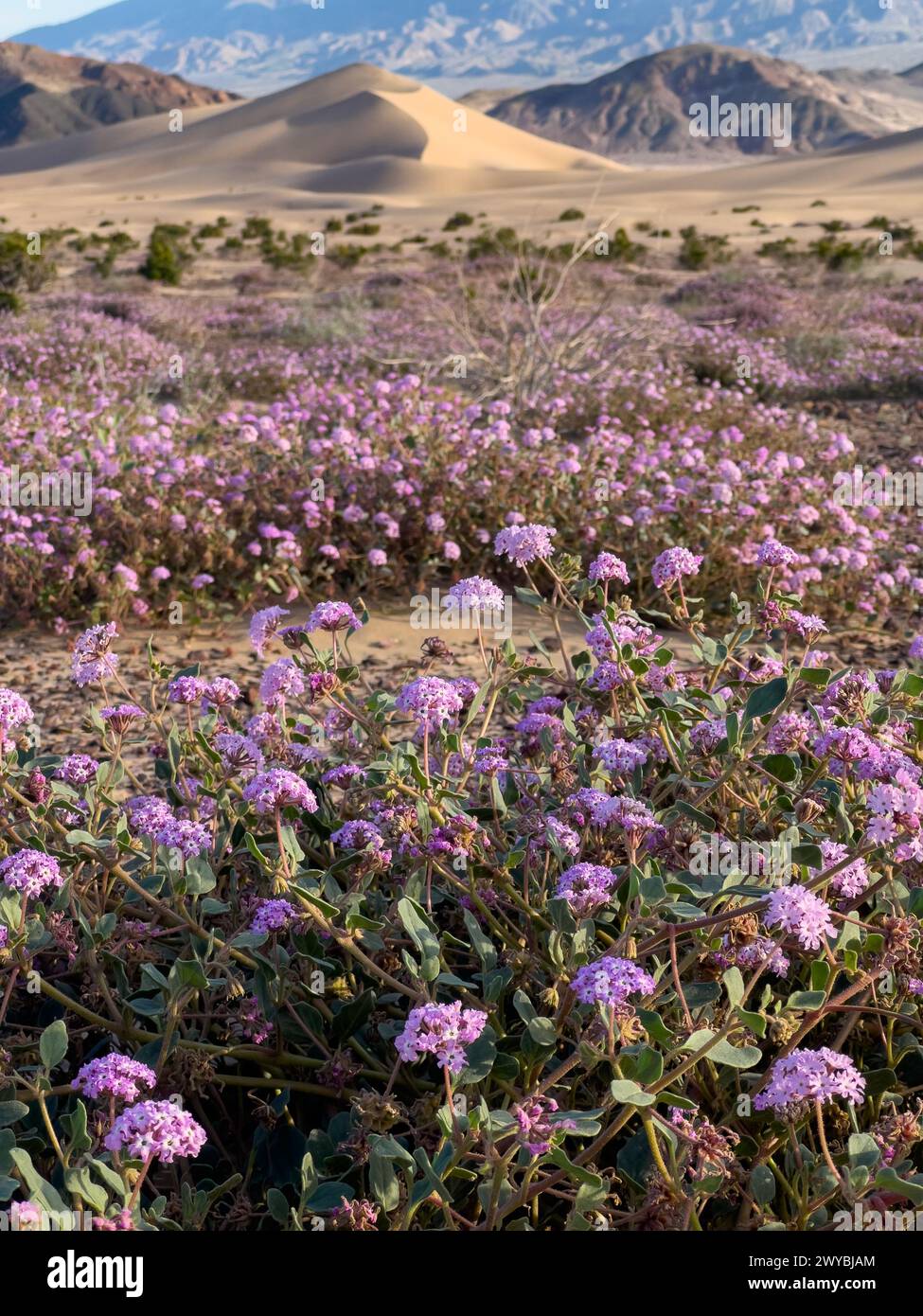Super floraison de fleurs sauvages dans les spectaculaires dunes de sable Ibex dans le parc national de la Vallée de la mort, Californie, États-Unis Banque D'Images