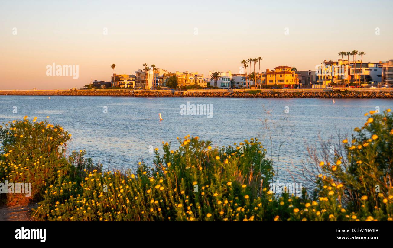 Lever de soleil sur une ville côtière avec des maisons en bord de mer et des fleurs sauvages en fleurs, Marina del Rey, Californie, États-Unis Banque D'Images