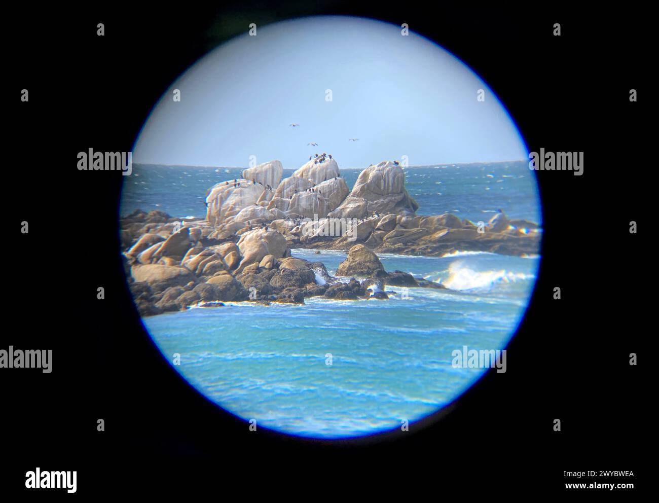 Oiseaux de mer assis sur des rochers dans l'océan, comme vu à travers une lunette de espion ou des jumelles, observation de la nature, observation des oiseaux ou concept d'appréciation de la faune. Banque D'Images