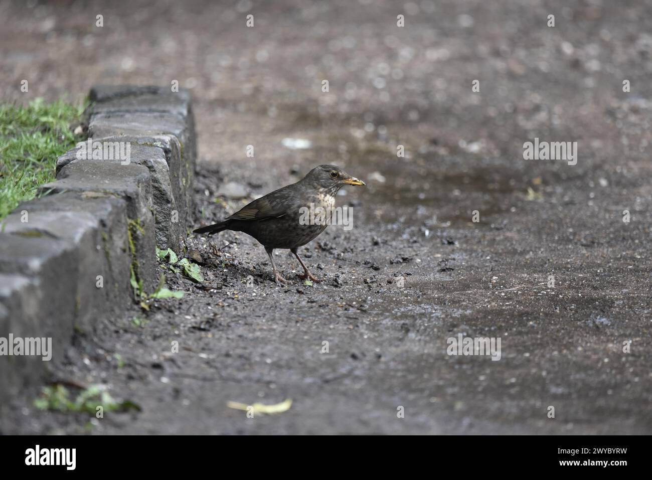 Femelle de Blackbird commun (Turdus merula) debout en profil droit sur le sol avec Eye on Camera, prise dans une réserve naturelle au Royaume-Uni en avril Banque D'Images