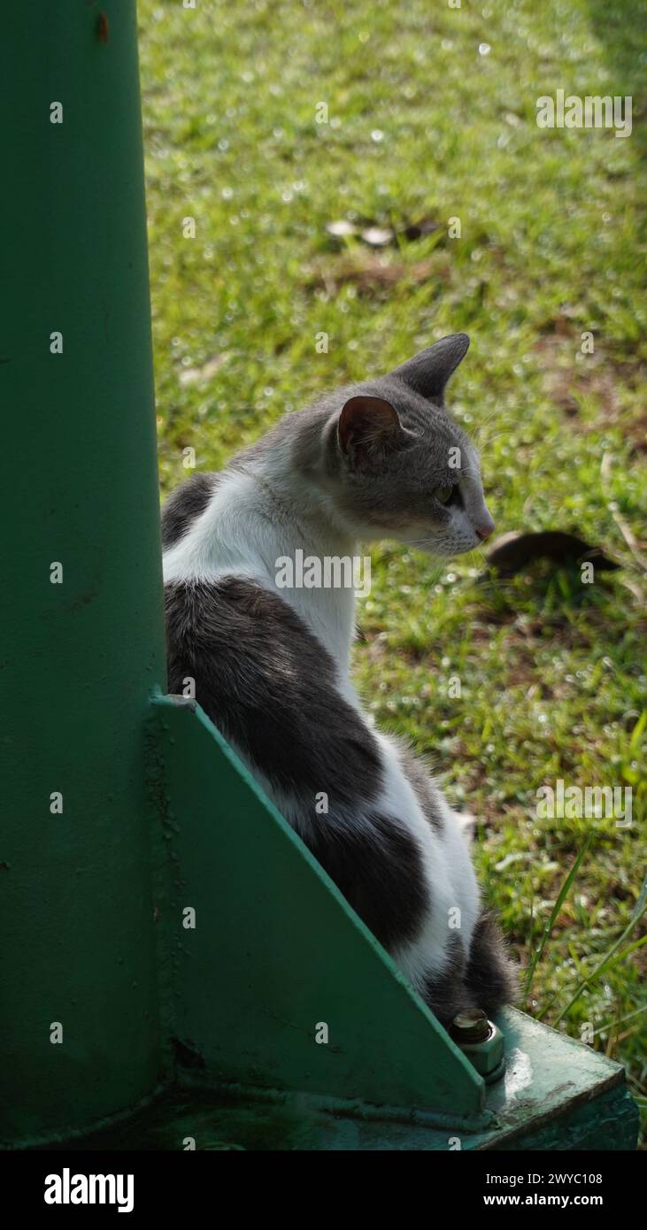 Un chat noir et blanc assis près d'un poteau dans le jardin Banque D'Images