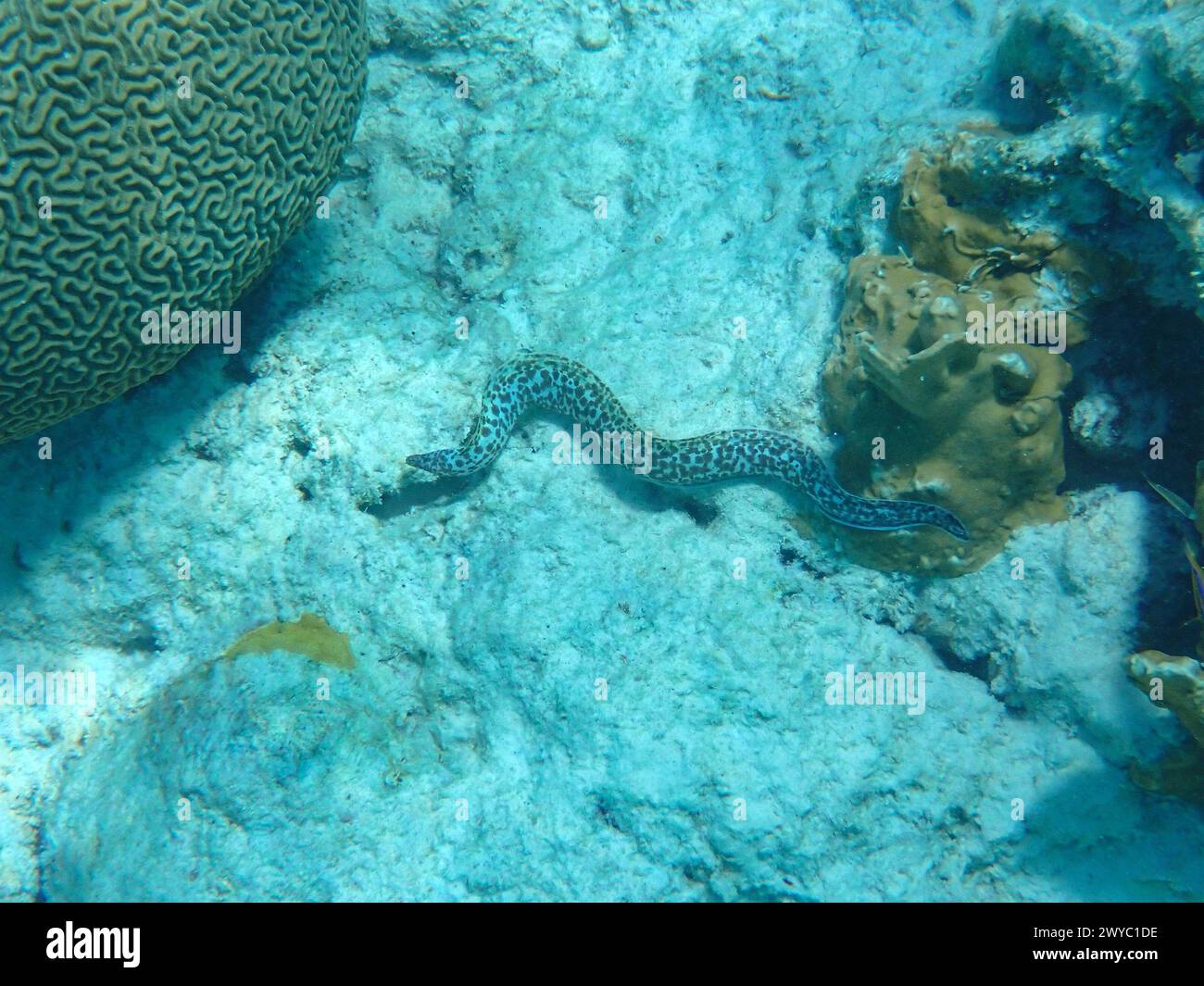 Photographie sous-marine d'une moraie tachetée (Gymnothorax moringa) dans la mer des Caraïbes, Bonaire, Caraïbes pays-Bas Banque D'Images