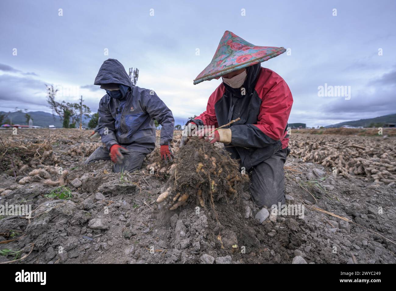 Un agriculteur dans un chapeau coloré récolte le gingembre dans un champ avec un fond de montagne Banque D'Images