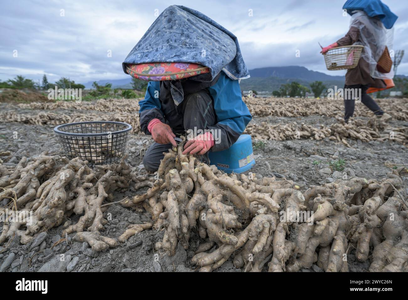 Un agriculteur dans un chapeau coloré récolte le gingembre dans un champ avec un fond de montagne Banque D'Images