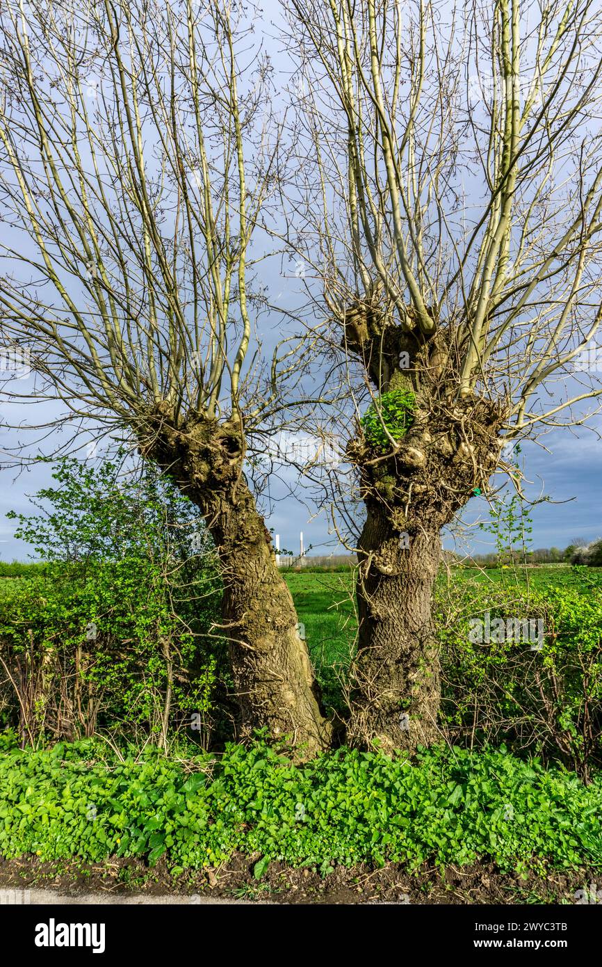 Saules Pollardés dans la réserve naturelle de Momm-Niederung, partie de la réserve naturelle de l'avant-pays du Rhin entre Mehrum et Emmelsum, près de Voerde, NRW, Germa Banque D'Images