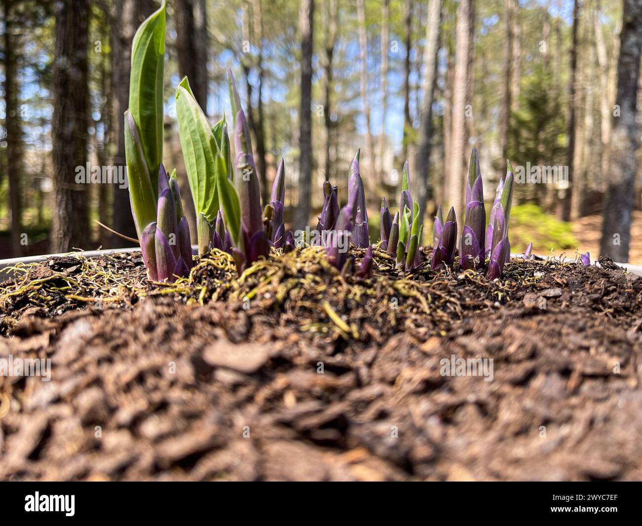 Les pousses fraîches d'une plante vivace poussent à travers le sol avec l'émergence du printemps et du temps chaud. Banque D'Images
