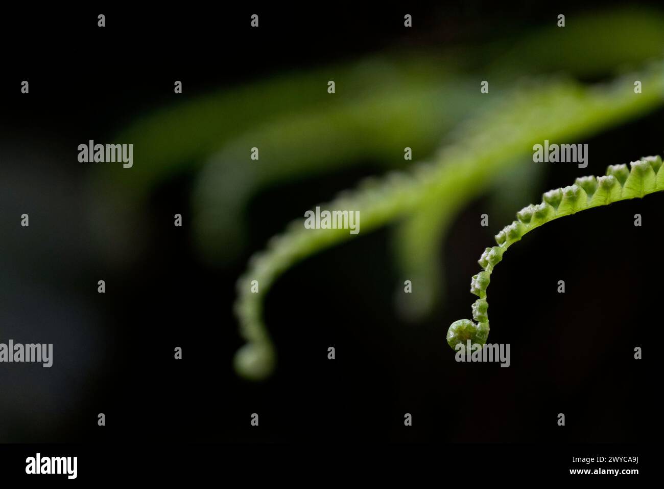Une nouvelle feuille de fougère émergeant dans la jungle hawaïenne Banque D'Images