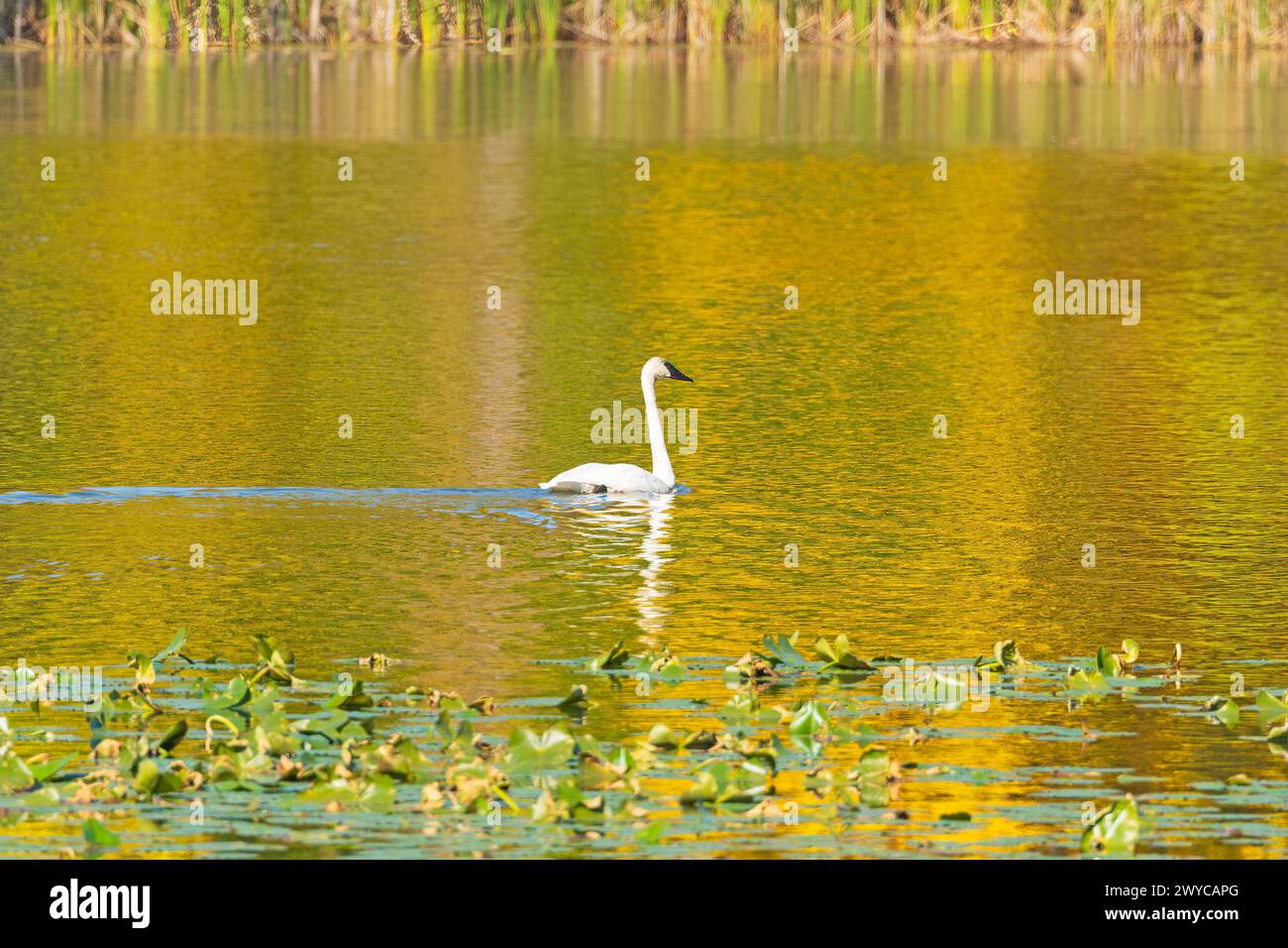 Cygne trompettiste nageant à l'automne réflexions sur le lac Kendall dans le parc national de Cuyahoga Valley dans l'Ohio Banque D'Images