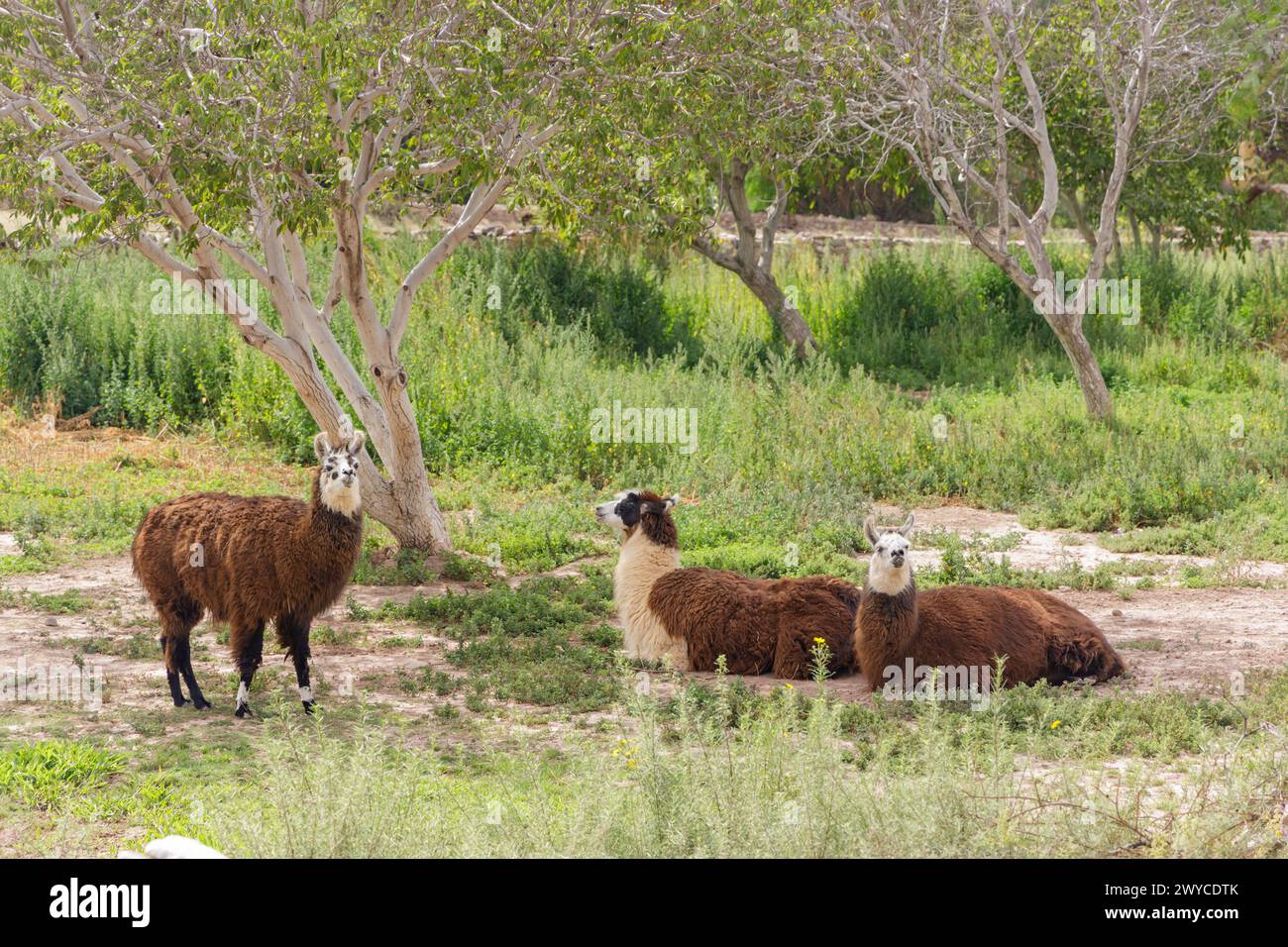 Trois lamas reposant à l'ombre d'un arbre à Tilcara, province de Jujuy. Banque D'Images