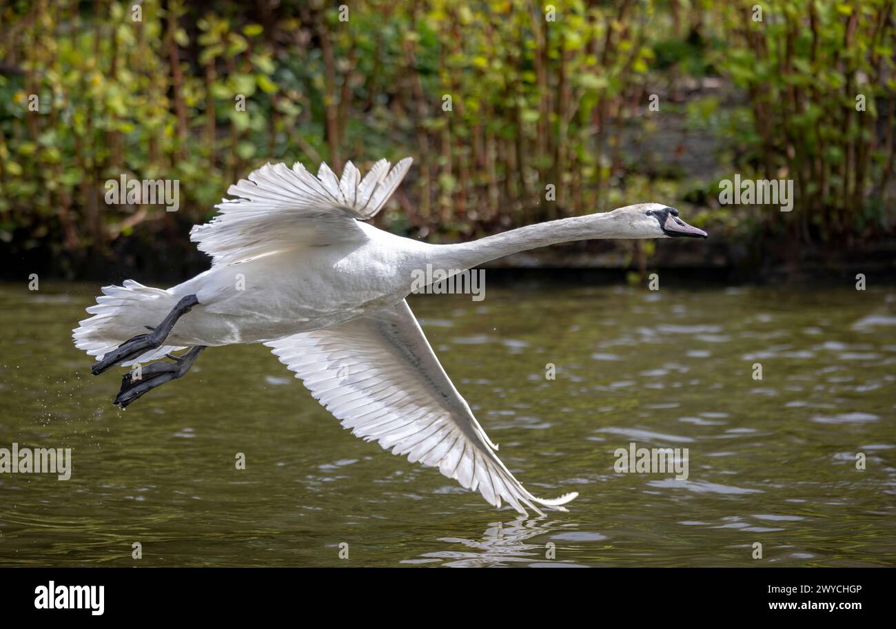 Cygne muet juvénile décollant du lac avec des ailes déployées et une aile touchant l'eau. Banque D'Images