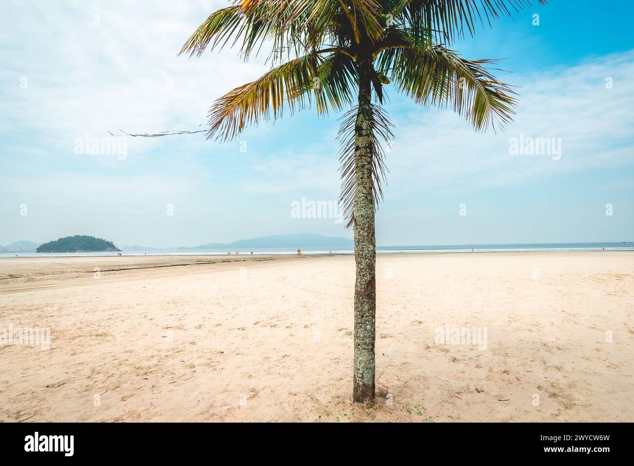 Gros plan palmier sur la plage de Santos, Brésil. Banque D'Images