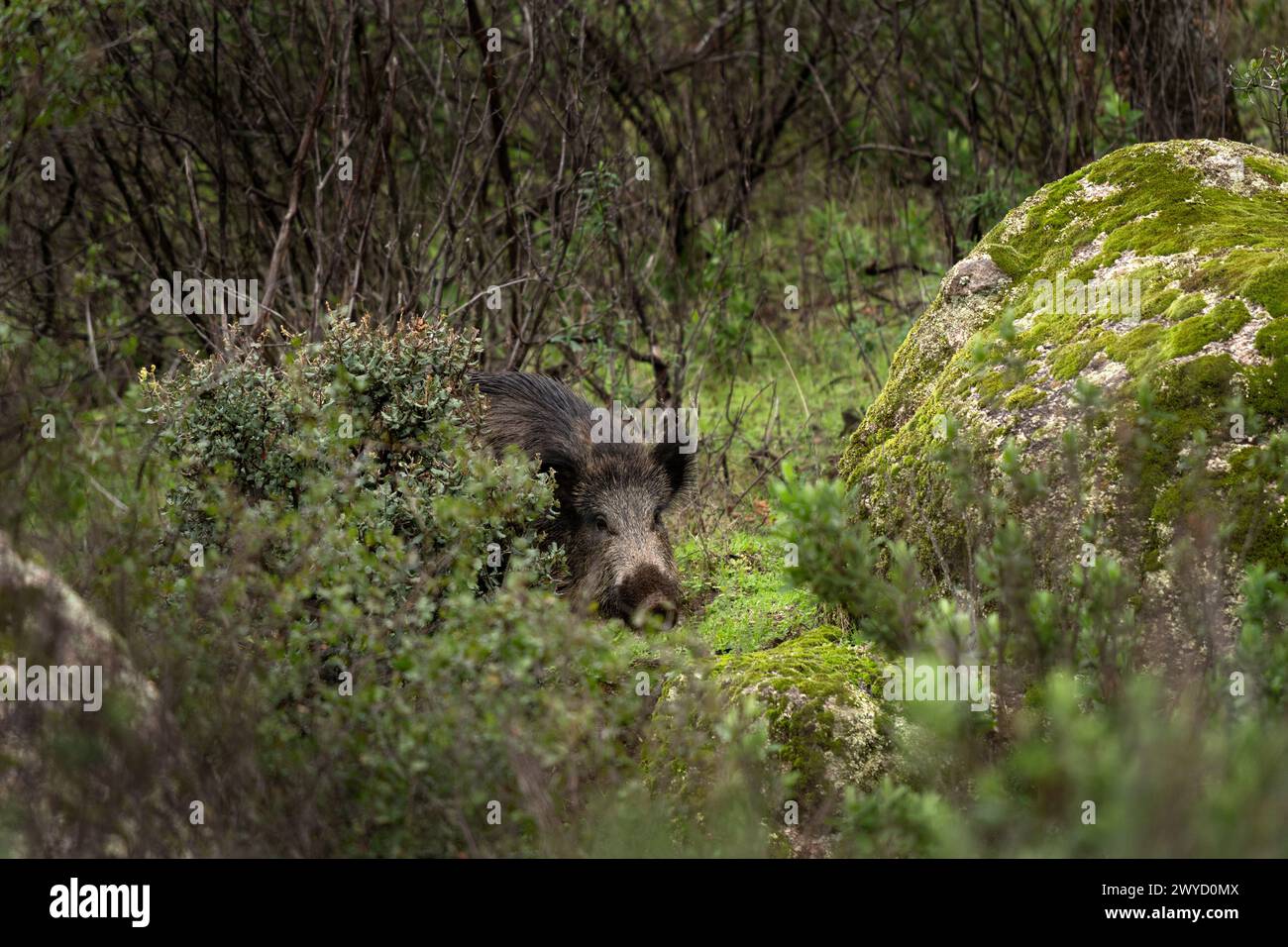Le sanglier se cache dans les buissons. Cochon sauvage dans la réserve naturelle d'Andujar. Printemps en Europe. Banque D'Images