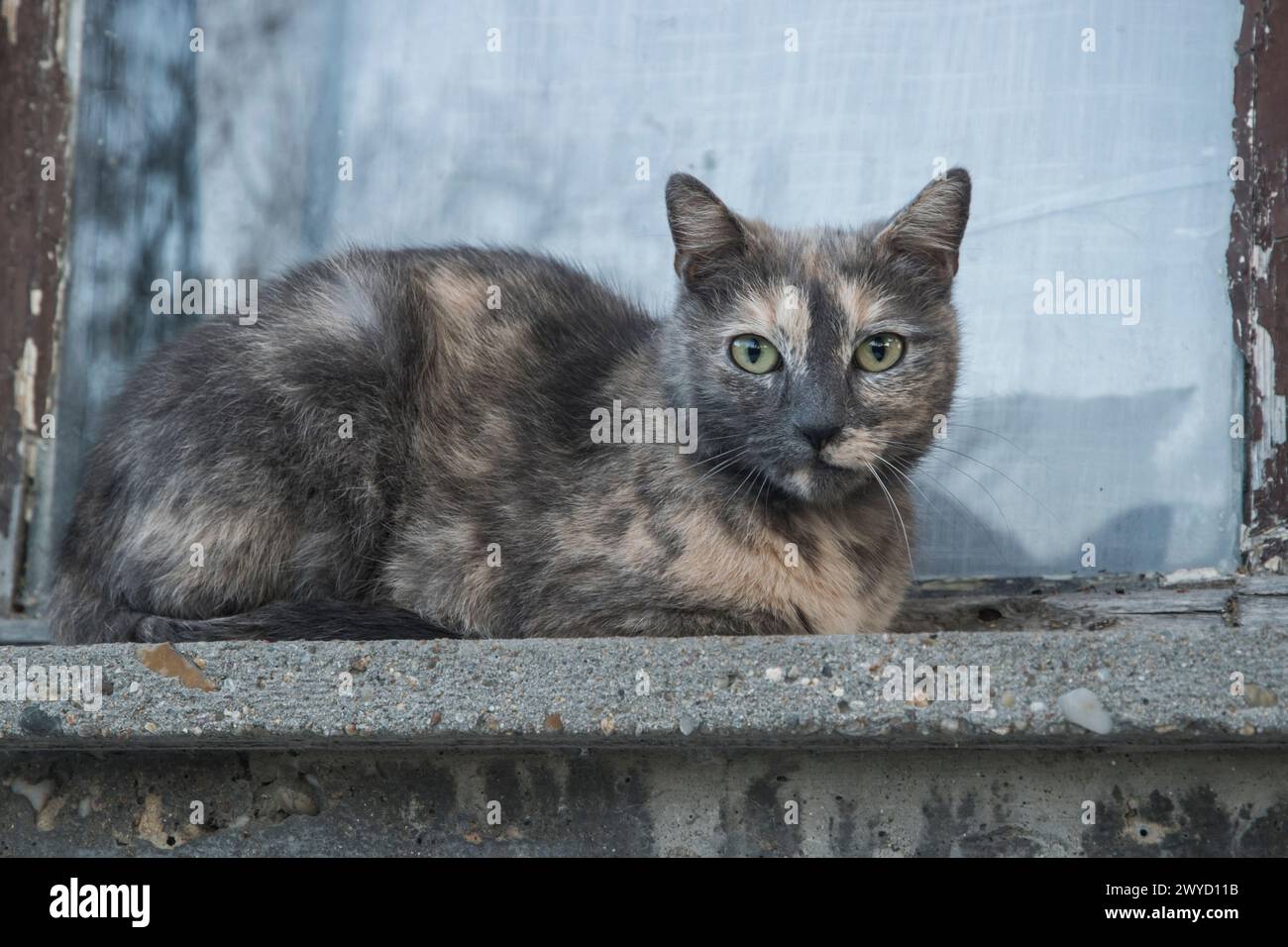 Adorable chat femelle écaille de tortue couché en gros plan Banque D'Images