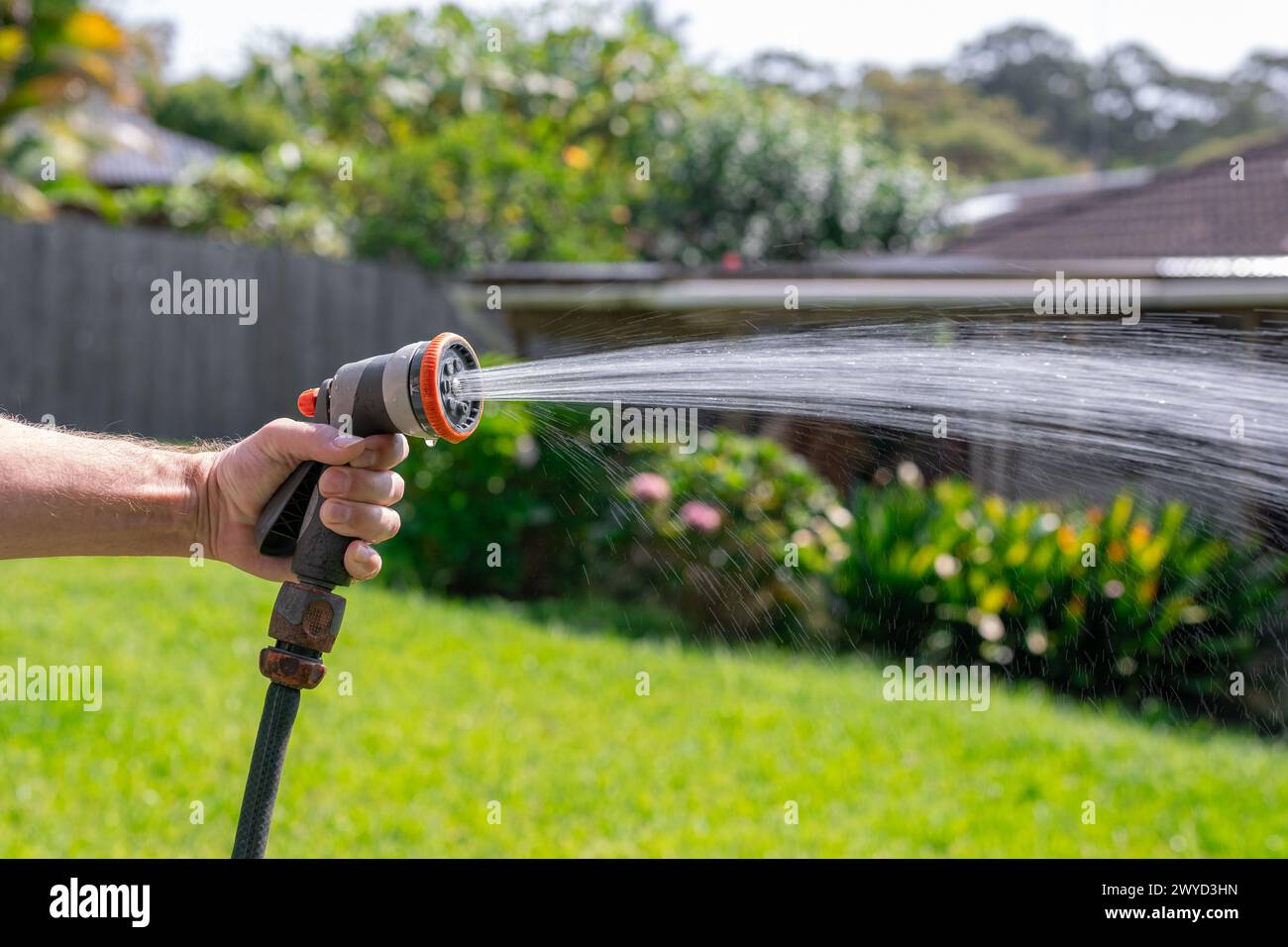 Tuyau d'arrosage avec buse réglable. Main de l'homme tenant pistolet de pulvérisation et arrosant les plantes, pulvérisant de l'eau sur l'herbe dans la cour arrière. Banque D'Images