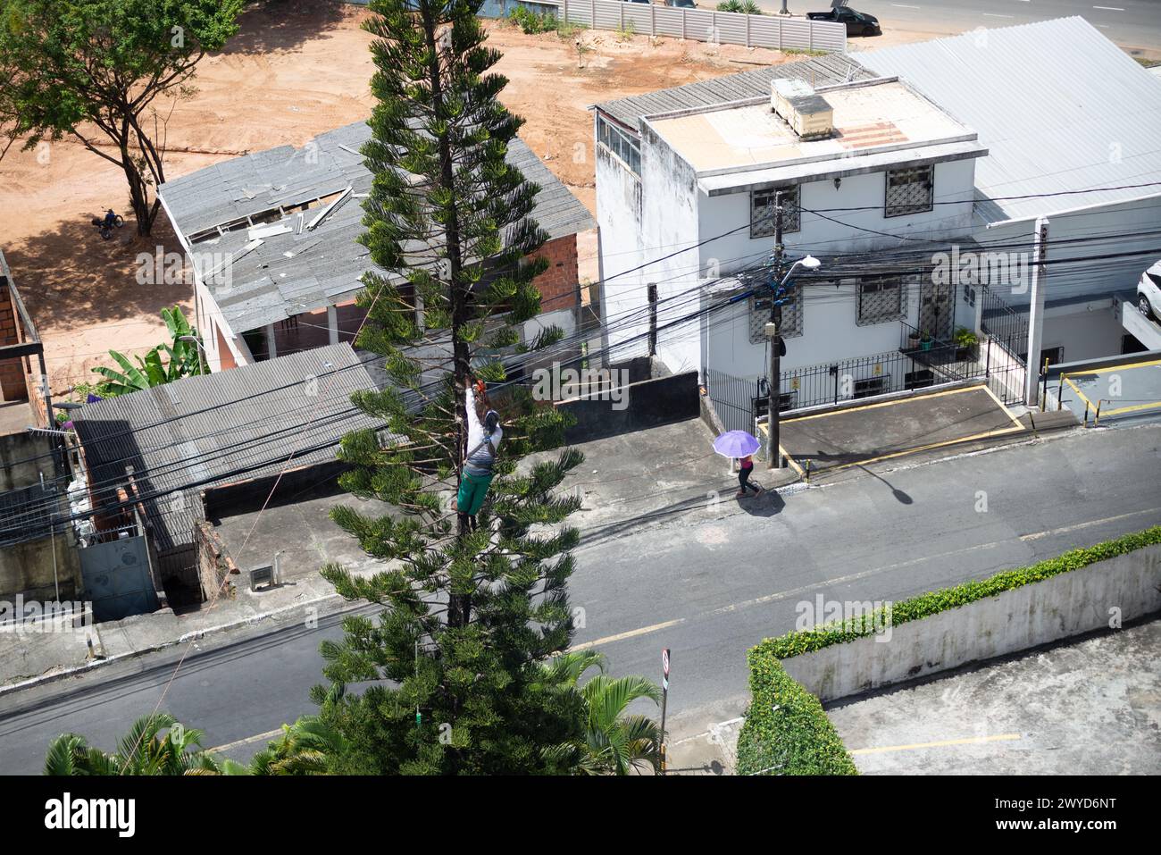 Salvador, Bahia, Brésil - 28 janvier 2022 : un jardinier est vu au sommet d'un arbre pour tailler les branches. Ville de Salvador, Bahia, Brésil. Banque D'Images