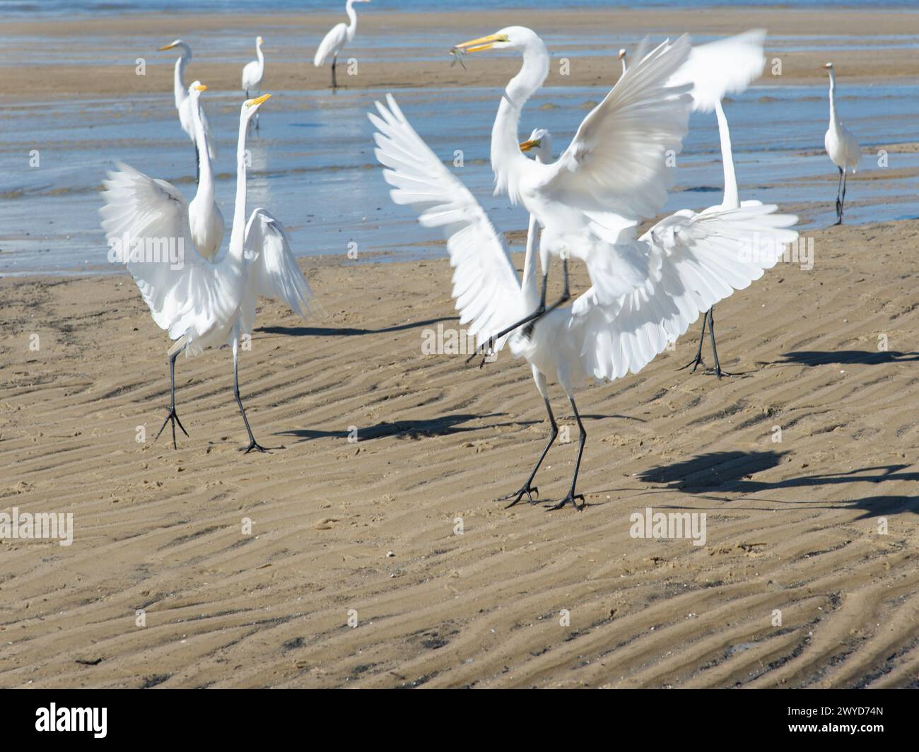 Hérons sur le bord d'une plage à la recherche de nourriture. Seabird. Animaux sauvages. Banque D'Images