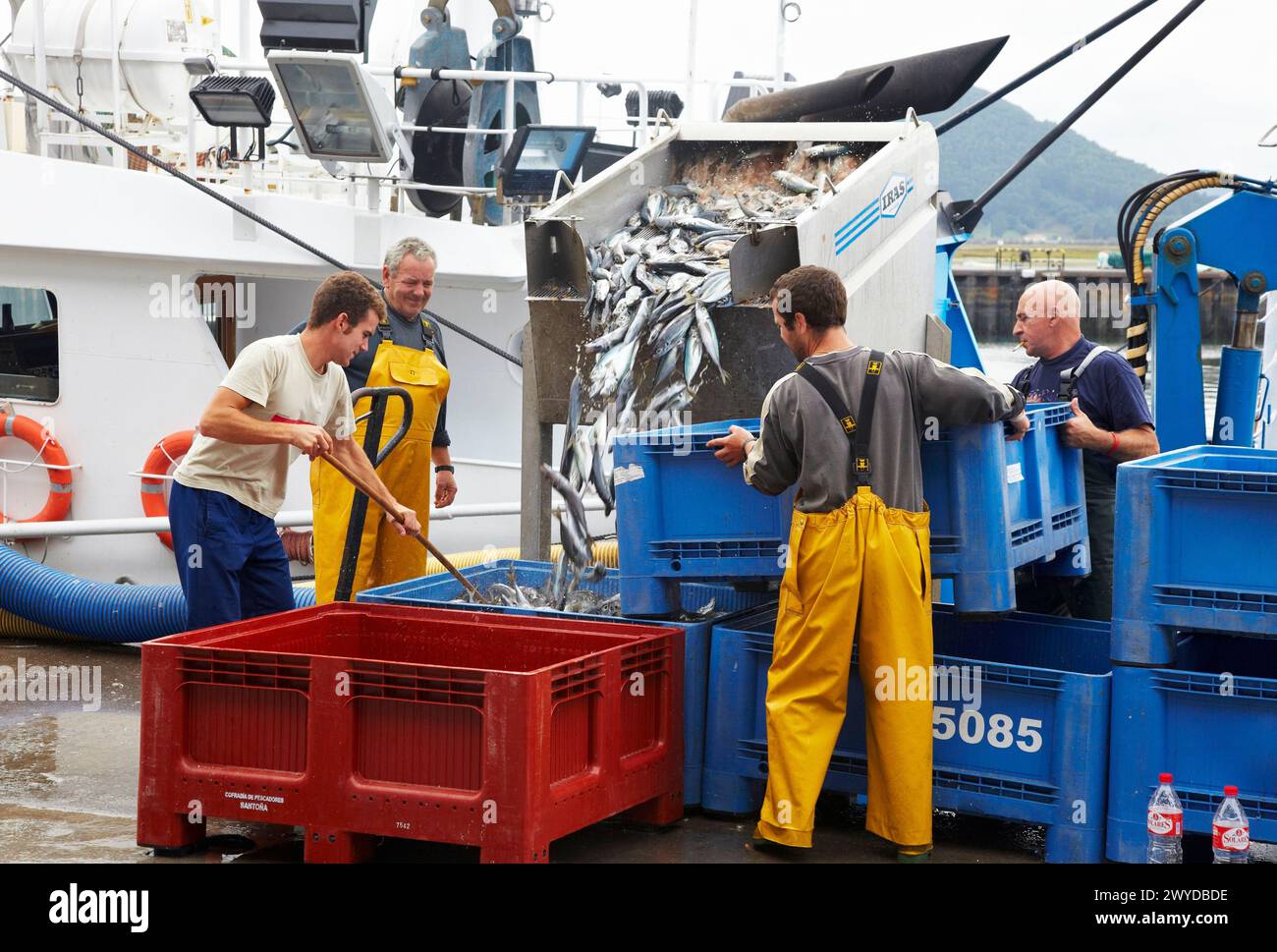 Maquereaux, déchargement du poisson du bateau au port avec une pompe aspirante, Santoña, Cantabrie, Espagne. Banque D'Images