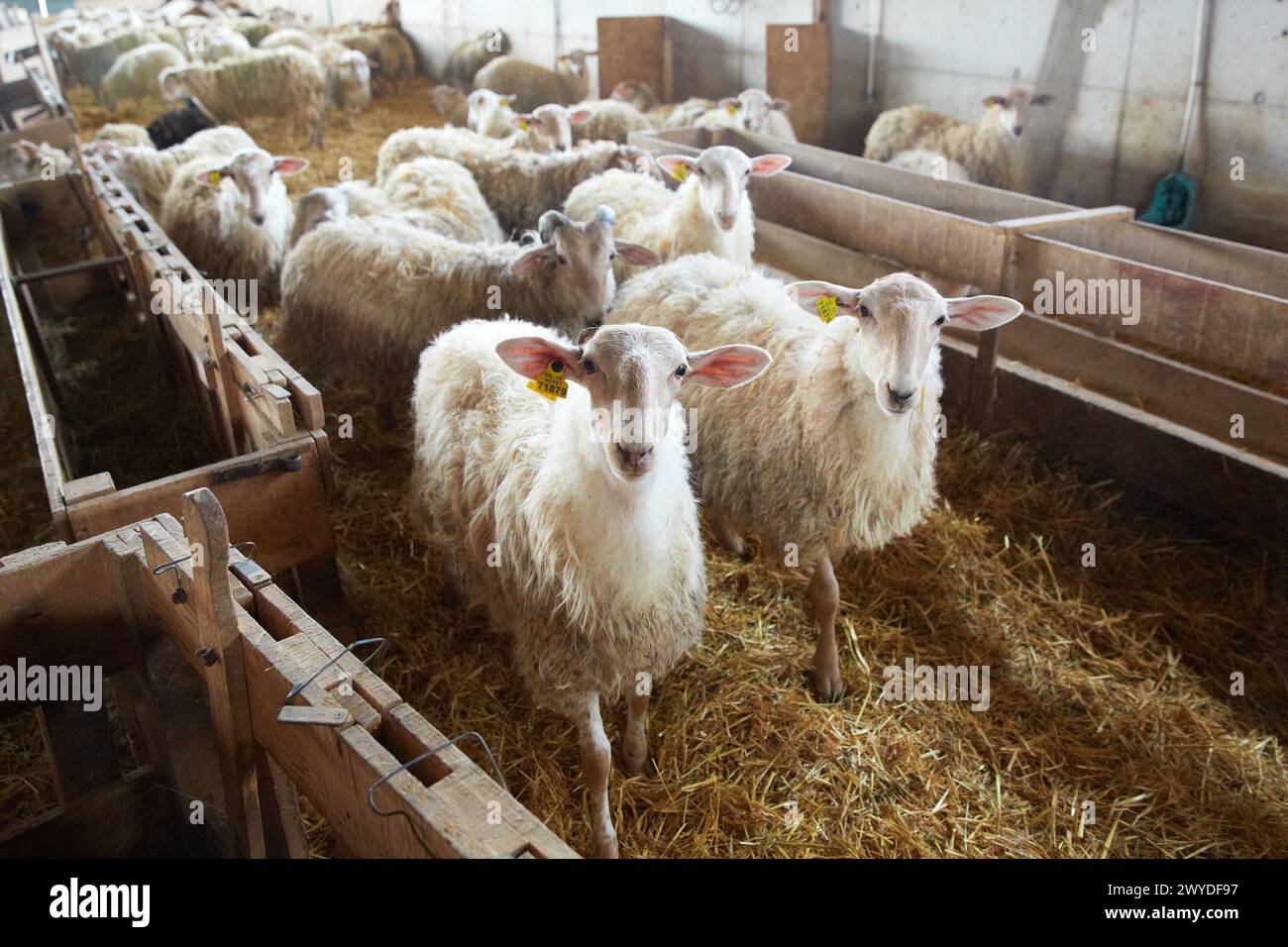 Ferme de moutons de race Latxa Lettre choisie GOMIZTEGI Baserria, Arantzazu, Oñati, Gipuzkoa, Pays Basque, Espagne. Banque D'Images