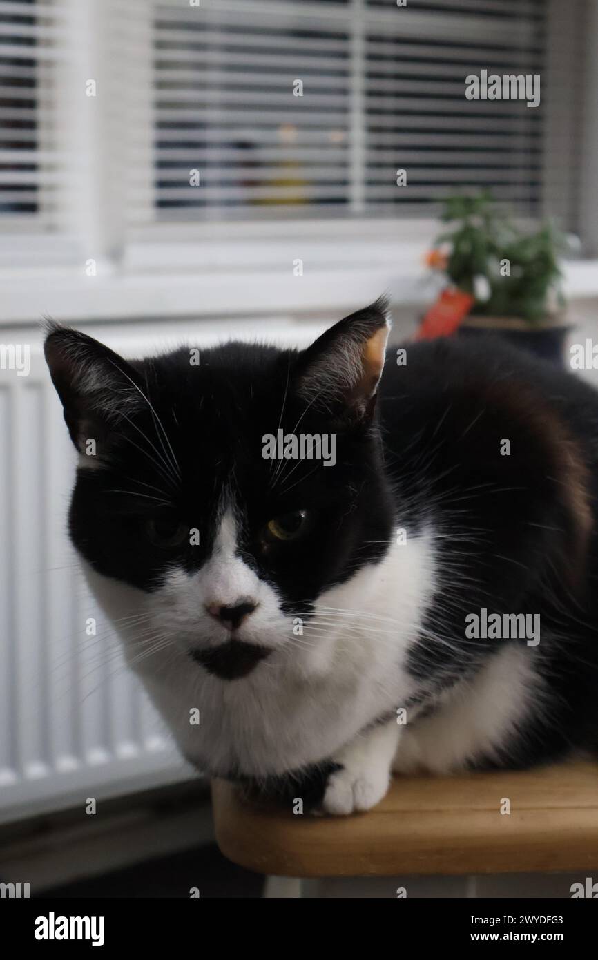 Chat noir et blanc assis droit sur une surface en bois devant des stores et une plante Banque D'Images
