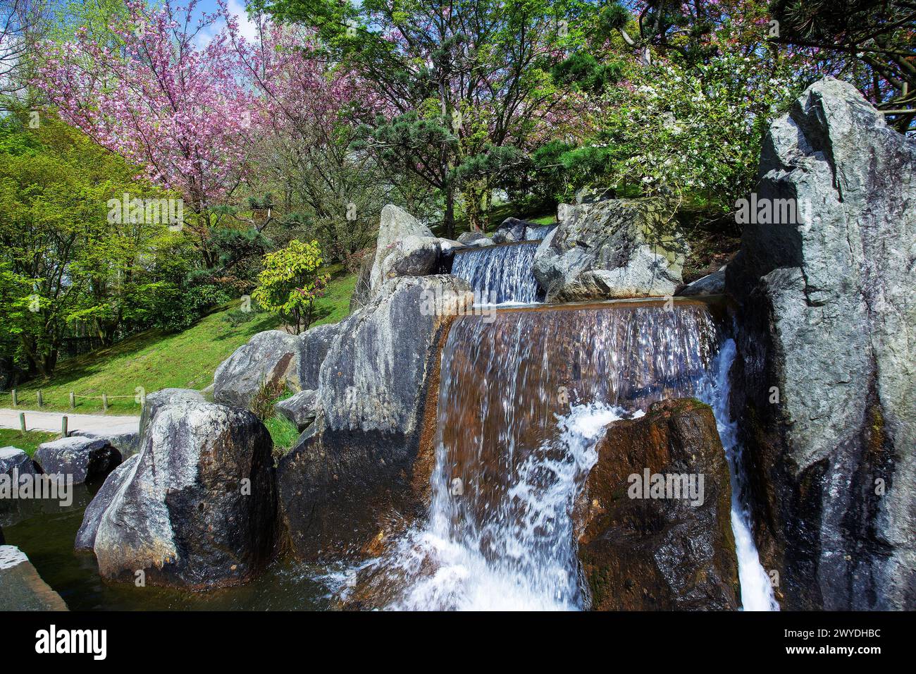 Fantastiques cascades de cascade et de cerisiers en fleurs dans le jardin japonais de hasselt et des éclaboussures d'eau étonnantes Banque D'Images